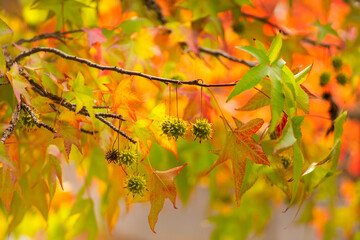 detail of a liquidambar (sweetgum tree) seeds with blurred background - autumnal background