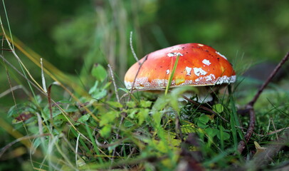 Pilz mit roter Kappe im Makro.