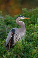 great blue heron 