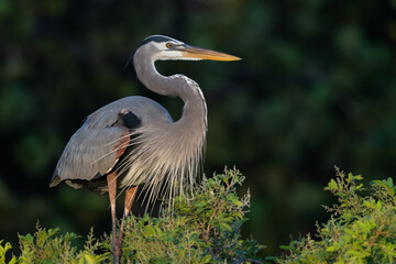 Great Blue Heron