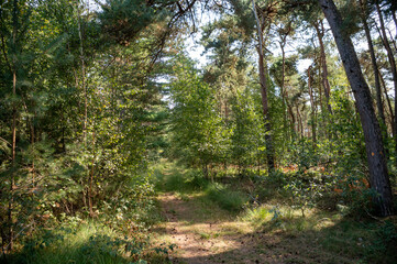 Green lung of North Brabant, Kempen forest in September, the Netherlands
