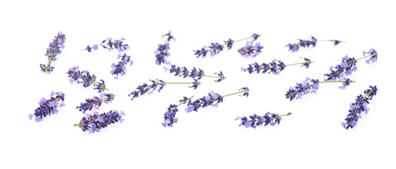 Lavender flowers isolated on white background     