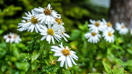 Aster krzaczasty biały, kwiat kwitnący jesienią
