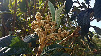 한국 제주도 비파나무, 비파꽃, 꽃망울