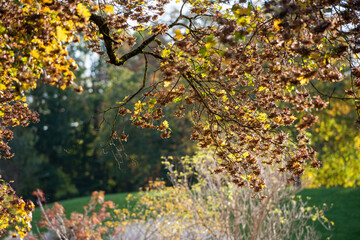 Autumn in the park