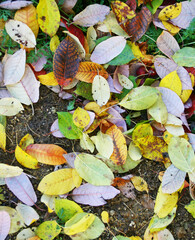 Autumn forest background. Nature change Yellow, orange and red leaves background. October weather, november nature background. Banner size