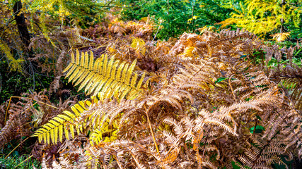 Kolory jesieni, październik w lesie. Beskid Śląski, Polska © Franciszek