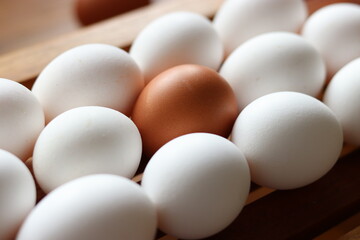 One brown egg amongst white eggs