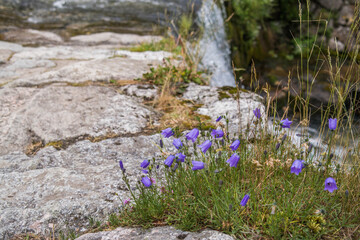 Alpine bells over a mountain stream. Trail to the Kasprowy Wierch in the Polish Tatras. Blue flowers on the rocks.