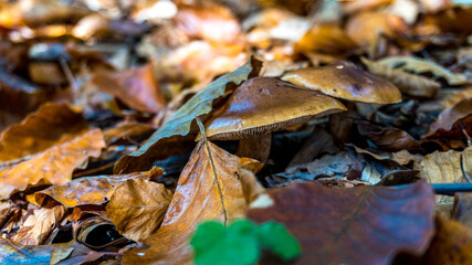 runo leśne, grzyby w lesie, super tło do komputera