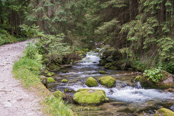 A rapid mountain stream. Mountain trail to Kasprowy Wierch in Polish Tatras. Coniferous forests. Stones covered with moss.