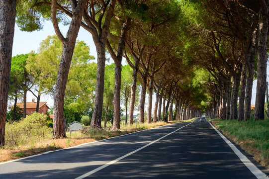 High mediterranean pine trees on ancient Appian way, connected Rome to Brindisi in Italy