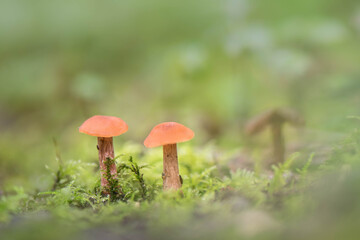 Pilz(e)	
