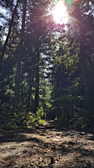 Fototapeta premium 한국 제주 한라산 숲길