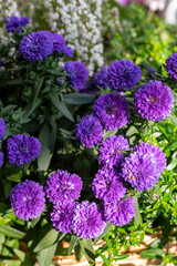 Colorful autumn garden flowers close up