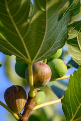 Sweet fig fruits ripening on big tree in summer