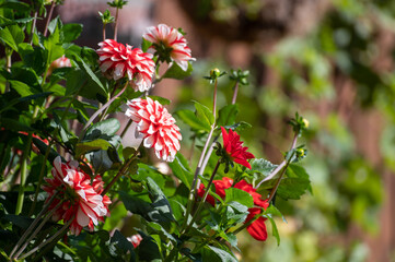 White-red dahlia flowers blossoming in garden