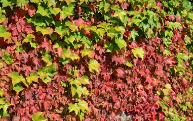 Efeu und wilder Wein im Herbst