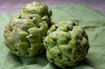 Obraz premium Big ripe uncooked green globe artichoks vegetables