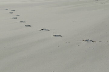 Footprints, Kniepsand, Wittdün, Isle of Amrum, North Frisian islands, Schleswig-Holstein, Germany