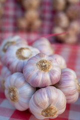 Bunch of fresh aromatic french violet or rose garlic
