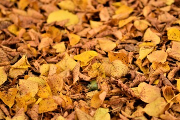Close up of autumn leaves in yellow brown on the floor