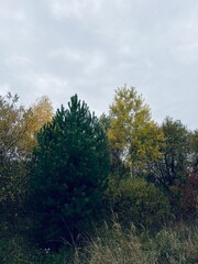 Obraz premium trees in autumn