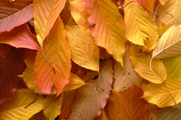Red and orange autumn leaves on the ground, Fall background.