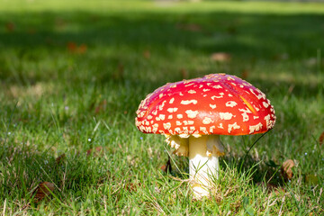 Red Mushroom Growing In Grass