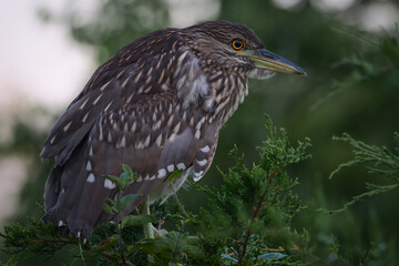 Juvenile Black-Crowned Night Heron Perched In Treetops At Rookery In Ocean City, NJ