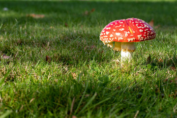 Red Mushroom Growing In Grass