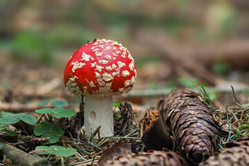 The Fly Agaric (Amanita muscaria) is a poisonous mushroom