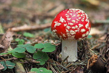 The Fly Agaric (Amanita muscaria) is a poisonous mushroom