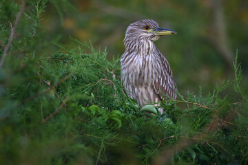 Juvenile Black-Crowned Night Heron Perched In Treetops At Rookery In Ocean City, NJ