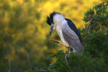 Black-Crowned Night Heron Preening In Treetops At Rookery In Ocean City, NJ