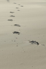 Footprints, Kniepsand, Wittdün, Isle of Amrum, North Frisian islands, Schleswig-Holstein, Germany