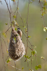 Eurasian penduline tit builds nest