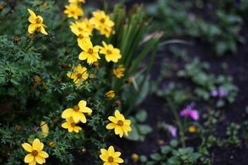 Top view background with yellow flowers. Flowers composition.  Woman day concept. Copyspace for text. Focus on flowers