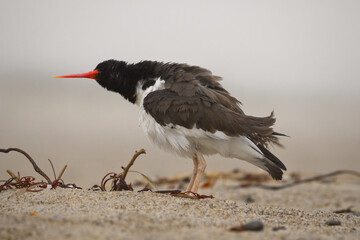 American Oystercatcher Shaking Off the Damp On a Foggy Morning At the Beach At Nauset Beach In Eastham, MA On Cape Cod