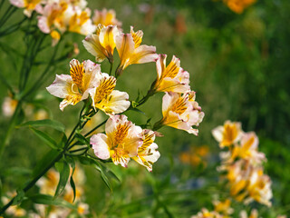 Pretty Peruvian lily flowers, Alstroemeria, also known as Lily of the Incas, variety Aimi