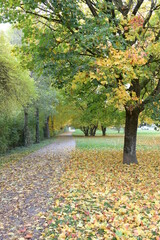 Naklejka premium getrocknete gelbe Blätter auf dem Boden