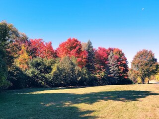 autumn outdoor park trees fall colors trail