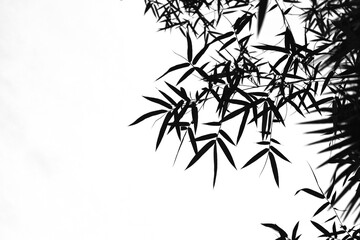 The shadow of the bamboo leaves on the white background