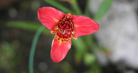 Red iris flower with blur green background. Banner size with copy space.