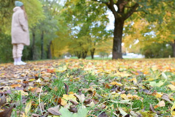 Obraz premium getrocknete gelbe Blätter auf dem Boden