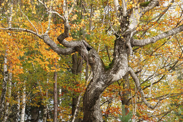 fragments from the old forests of Romania ...