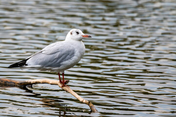 Fototapeta premium Close-up photograph of gull sits in the water on branch