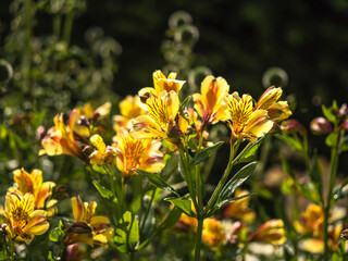 Pretty Alstroemeria Peruvian lily flowers in sunlight, also known as Lily of the Incas, variety Aimi
