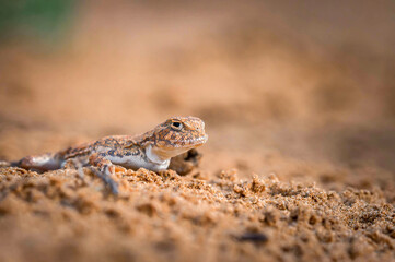 Close up of spotted toad-headed Agama on sand