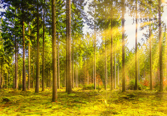 Fototapeta na wymiar Coniferous forest with moss cover on the bottom at sunrise with warm sunlight and yellow-orange halo of sun rays in backlight through the trees and beautiful effect of shady spots and sun-lit spots